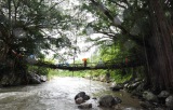 jembatan akar keajaiban alam yang menggagumkan pic1