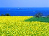 Pulau Jeju