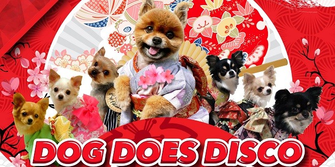 Dog Does Disco