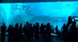 SEA Aquarium Singapore pic