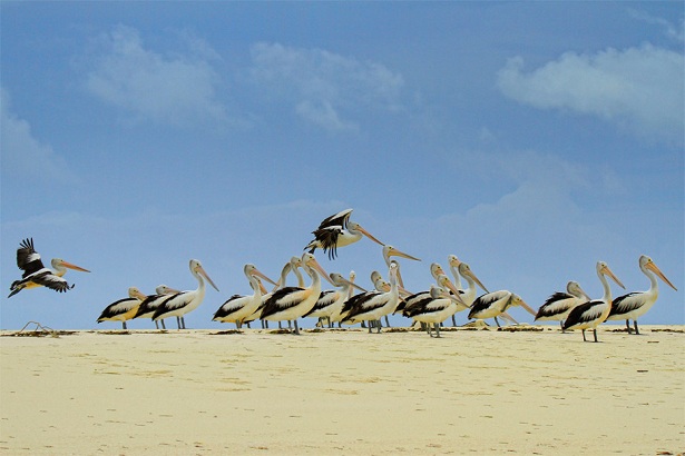 Burung Pelikan